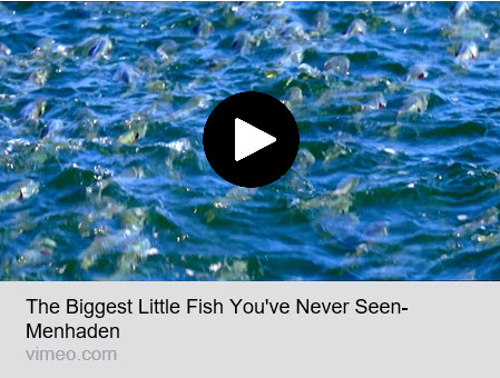 The Biggest Little Fish You’ve Never Seen- Menhaden